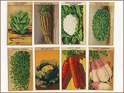 96 Vintage French Flower & Veg Seed Labels All Diffnt  